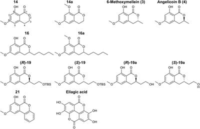 Novel 3,4-Dihydroisocoumarins Inhibit Human P-gp and BCRP in Multidrug Resistant Tumors and Demonstrate Substrate Inhibition of Yeast Pdr5